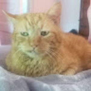 Meet your Posher, Elizbeth